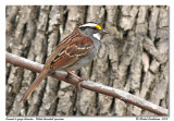 Bruant à gorge blanche White throated sparrow