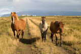 Suðurlandshross