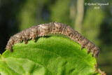 6796 - Pale Beauty Moth - Campaea perlata m10
