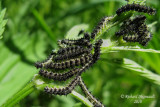 Chenille 1a m10