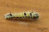 Chenille 2m10