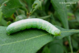 Chenille 7b m9