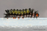8262 - Virginia Ctenucha - Cténuche de Virginie 1 m8