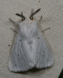 Hodges#8140 * Fall Webworm Moth * Hyphantria cunea