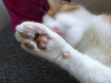 The cats who lives in our house