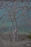 Palo Santo tree