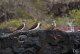 Blue-footed boobies