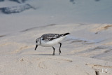 Sanderling