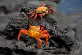 Sally Lightfoot crabs