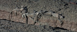 Lava lizards