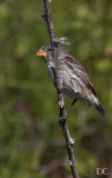 Darwin finch, Isabela Island