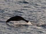 Sea lion