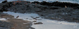 American oyster-catchers, whimbrel