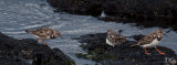 Ruddy turnstones