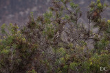 Galapagos mockingbird