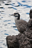 Yellow-crowned night heron