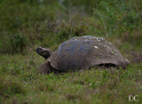 Giant tortoise
