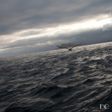 Frigate bird