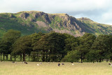 Sheeps Trees Mountains 02