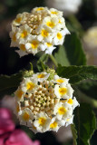 Small Yellow Flowers 02