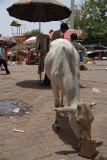 White Cow Eating Rubbish