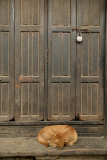 Sleeping Dog and Locked Door