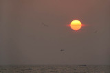 Boat Birds and a Cloud-Ringed Sun Varkala
