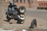 Piglet and Moped Bijapur