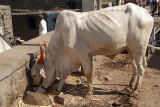 Ox Eating Bijapur
