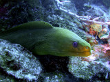 Green Moray