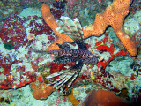 Lion Fish and Sponges