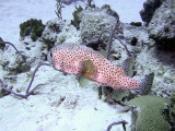 Porcupine Fish From Side
