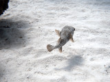 Porcupine Fish Swimming Away