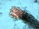 Soft Coral Feeding
