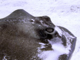 Close Up Ray 3