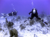 Scuba Divers