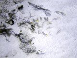 Catfish Feeding