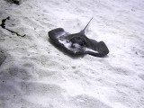 Swimming Ray 2