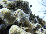 Two Christmas Tree Worms