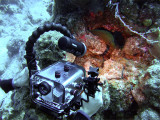 Videoing a Moray