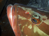 Grouper Being Cleaned 8