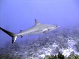 Swimming Shark 12