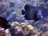 French Angelfish Pair 1