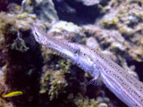 Head of a Trumpetfish