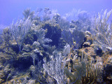Soft Coral at Magic Mushroom