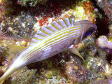 Squirrel Fish Resting