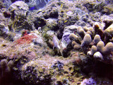 Squirrel Fish Swimming Away