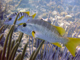 Pair of Schoolmaster Fish 2