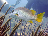 Schoolmaster Fish Waiting