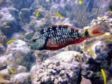 Swimming Stoplight Parrotfish